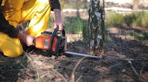 Best Tree Trimming and Pruning  in Lake Of The Woods, VA