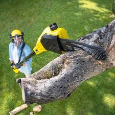 Best Stump Grinding and Removal  in Lake Of The Woods, VA