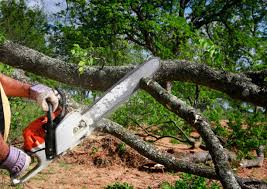 Reliable Lake Of The Woods, VA Tree Services Solutions