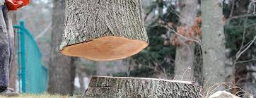 Best Commercial Tree Services  in Lake Of The Woods, VA