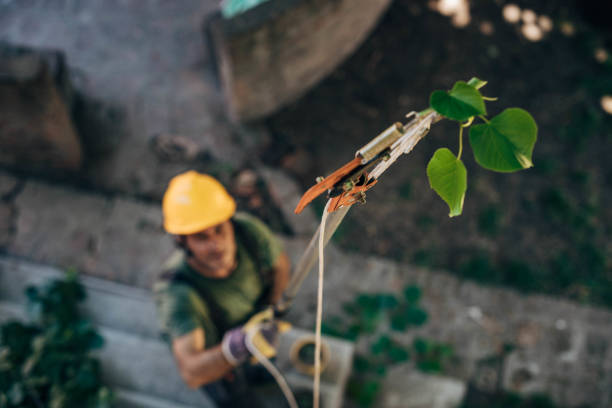 How Our Tree Care Process Works  in  Lake Of The Woods, VA