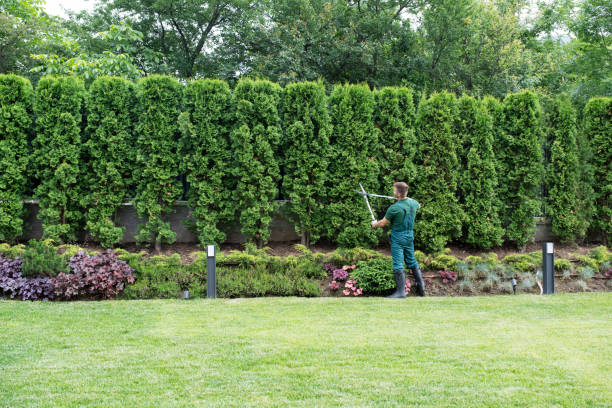 Best Tree Risk Assessment  in Lake Of The Woods, VA
