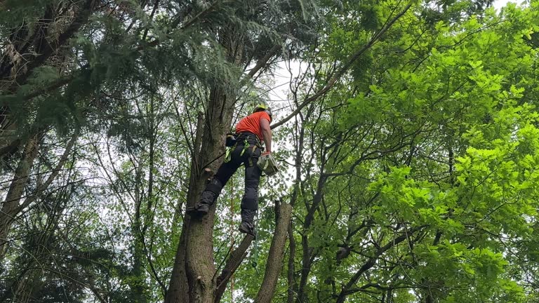Best Pest Control for Lawns  in Lake Of The Woods, VA