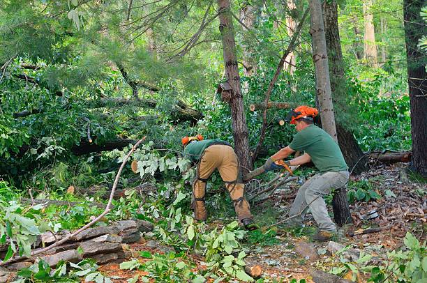 Best Aeration Services  in Lake Of The Woods, VA