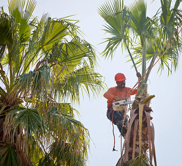 Best Palm Tree Trimming  in Lake Of The Woods, VA