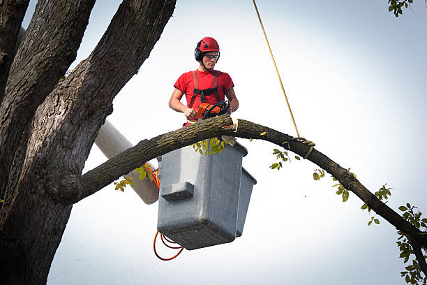 Best Tree Cabling and Bracing  in Lake Of The Woods, VA