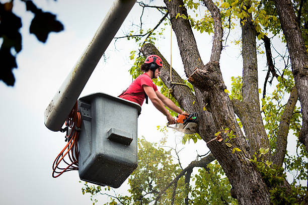 Lake Of The Woods, VA Tree Services Pros