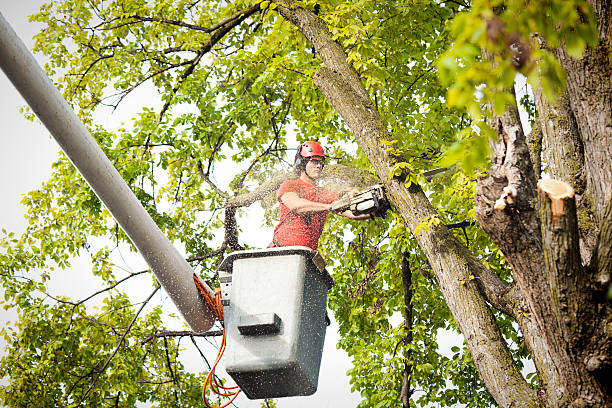 Best Utility Line Clearance  in Lake Of The Woods, VA